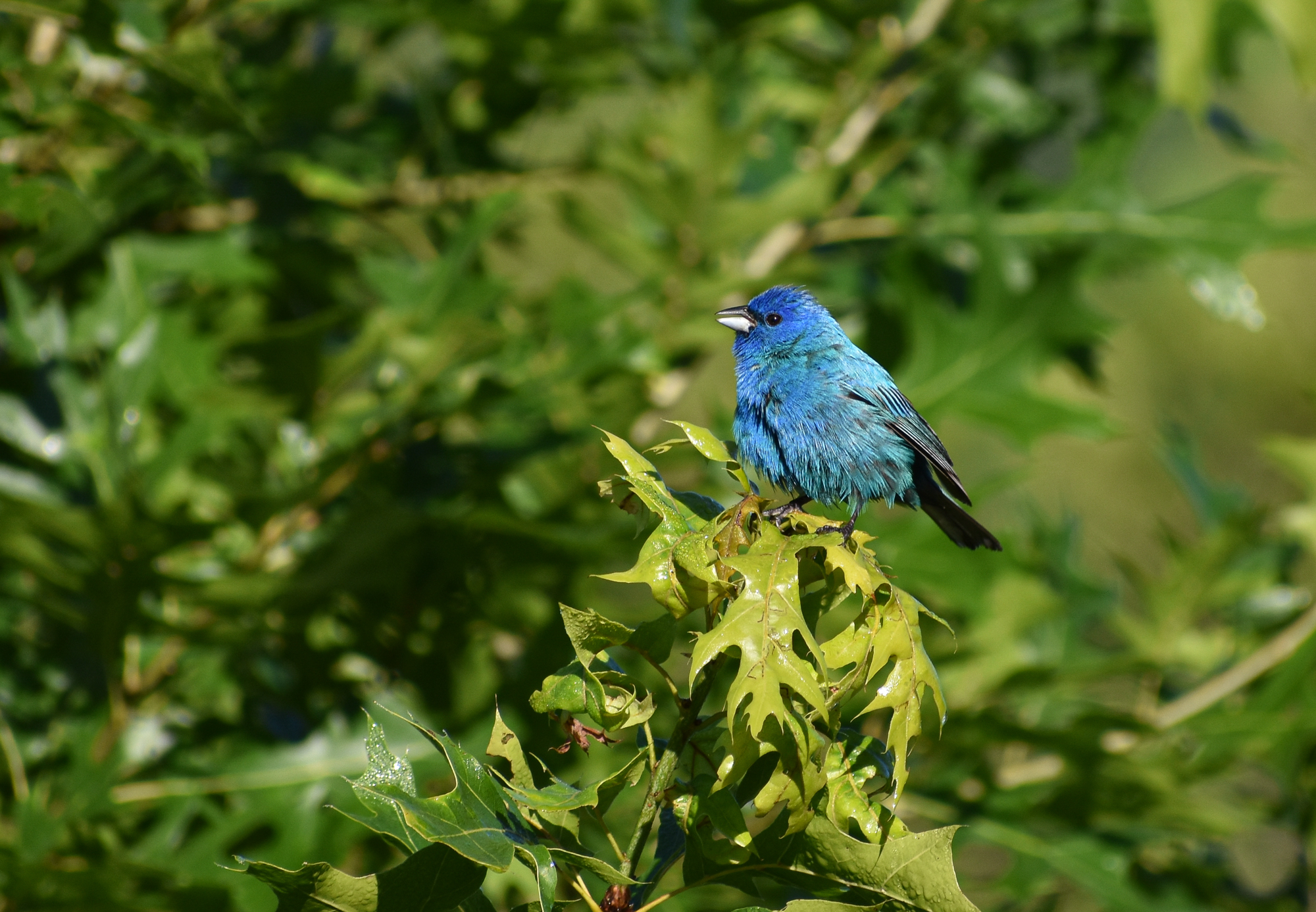 Exploring Birds How to attract Indigo Bunting